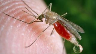 Umubu utera malaria