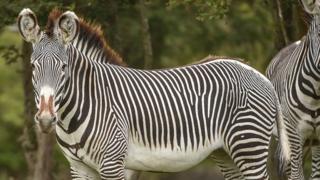 Grevy Zebra