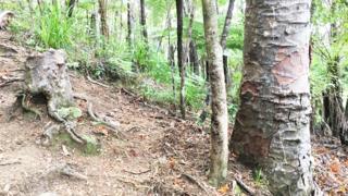Toco de kauri junto a árvores vizinhas