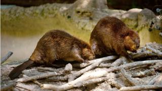Two North American beavers at the Smithsonian National Zoo August 29, 2012 in Washington, D.C.