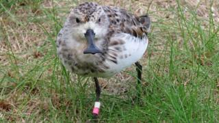 Spoon-billed sandpiper