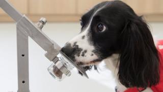 Dog sniffing