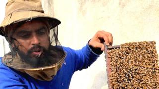 ਪਵਨਦੀਪ ਸਿੰਘ, ਮਧੂ ਮੱਖੀ ਪਾਲਕ