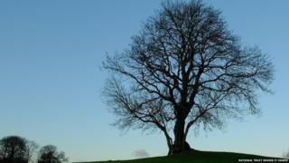 Ash tree silohuette, Cumbria (Image courtesy of National Trust Images and Peter Tasker)