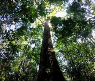árbol