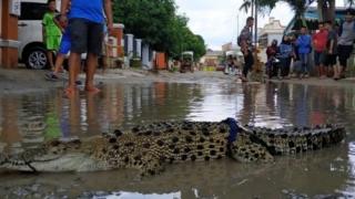 Buaya sepanjang satu meter dilepaskan di kubangan jalan sebagai protes jalan rusak di Gorontalo.
