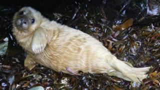Seal pups