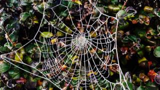 frozen spider web
