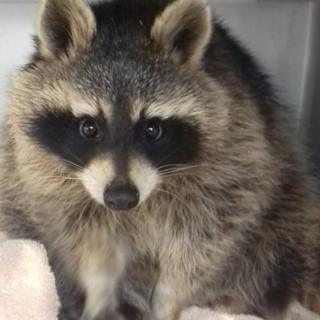 raccoon