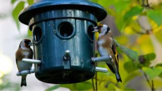 Goldfinches at feeder in garden (c) Victoria Gill