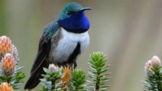 Мужчина голубогорлый колибри
