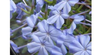 Flores