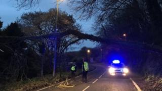 Tree blocking road near Carmarthen