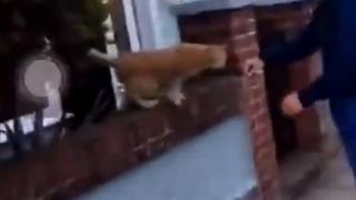 Video still of a cat on a wall