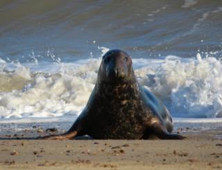 A seal by waves crashing on the beach