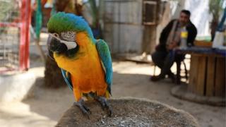 parrot