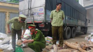 Buôn lậu ngà voi