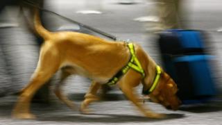 الكلاب المدربة تستخدم في عدد من البلدان في مكافحة الإرهاب