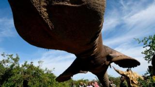 Ajo Kenya Wildlife Service fun erin labẹrẹ to mu jẹ ki wọn le si nipo pada nigba ti won n ko awon erin kuro lagbeegbe Solio, Sangare ati Lewa lọsi ile itọju awọn ẹranko ni Tsavo East National Park in Ithumba.