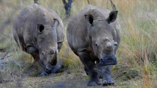 Rhinoceros walk in Limpopo in March 2012 near the new site of a Rhinoceros orphanage yet to be built