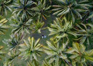 ږA couple hold hands surrounded by palm trees