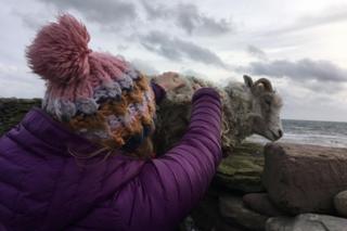 Sian lifts a sheep on to the wall