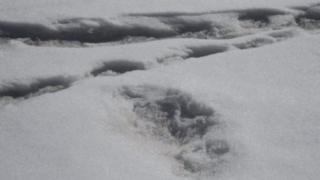 As marcas que o exército da Índia alega serem pegadas de yeti