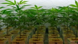 Cannabis plants