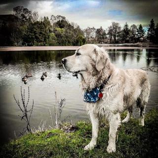 Dog looks at the loch