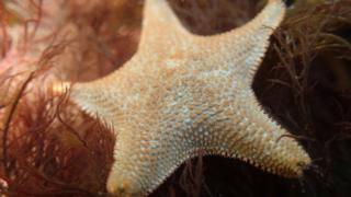 Starfish