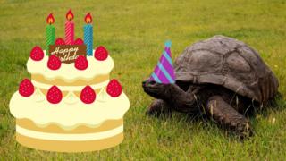 World’s oldest tortoise: Jonathan to get three-day social gathering