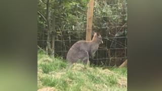 Wallaby