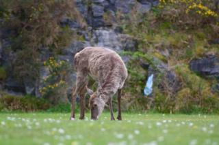 Deer
