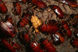 Cucarachas