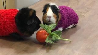 Guinea pigs at Golden Valley Vets