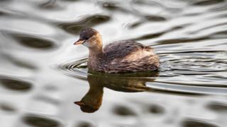 Little Grebe swimming