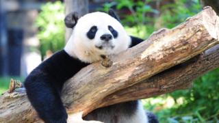 На этой фотографии, сделанной 24 августа 2016 года, изображена гигантская панда Мэй Сян, отдыхающая в своем вольере в Национальном зоопарке в Вашингтоне, округ Колумбия.