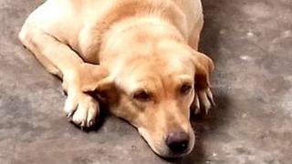 कुत्ता