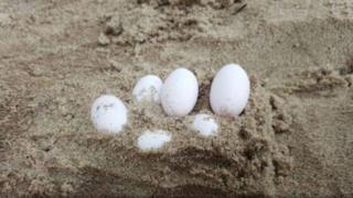 Картина яйца в песочнице школы
