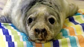 Harry the seal