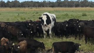 Knickers among a herd of wagyu cattle