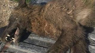 El animal encontrado en Montana