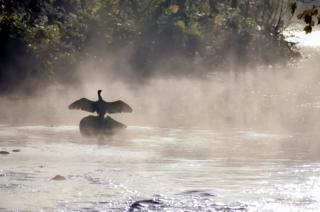 A bird on a rock in misty weather