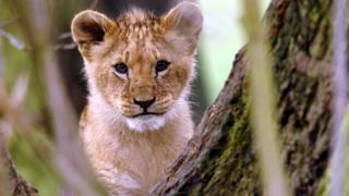 Lion cub (photo file)
