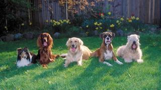 Some dog breeds are particularly susceptible to glioma
