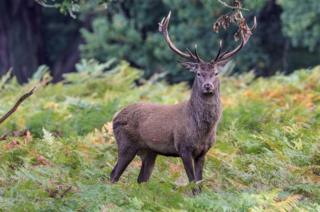 Deer in a field
