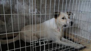 Этот пес вскоре вернется к месту своего проживания в зоне отчуждения