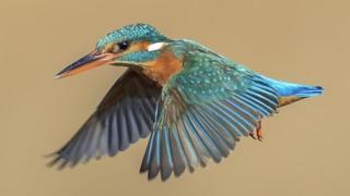 kingfisher hovering above the water