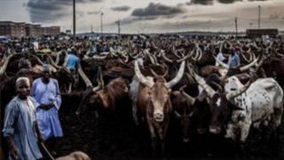 Fulani Darandaran