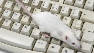 يراهن الباحثون على قدرة الفأر على سماع اختلالات الصوت التي لا يمكن للأذن البشرية سماعها